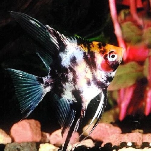 Pterophyllum scalare gold cop